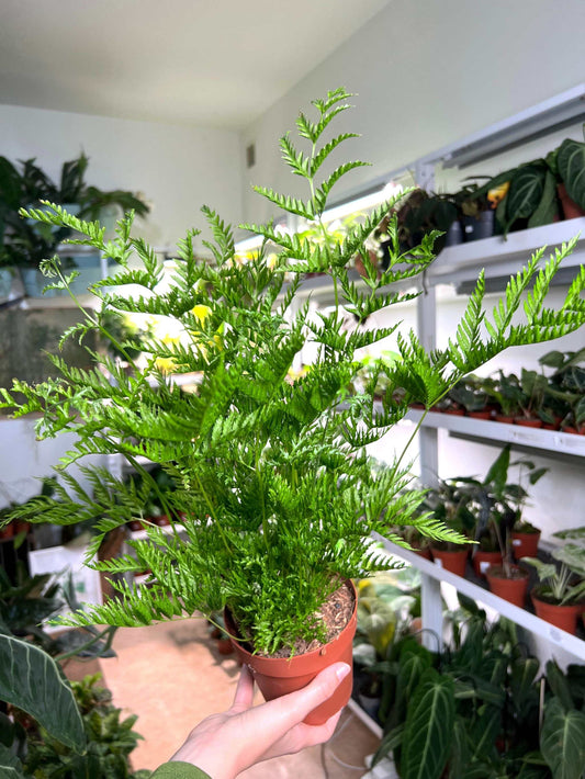 Pteris dentata