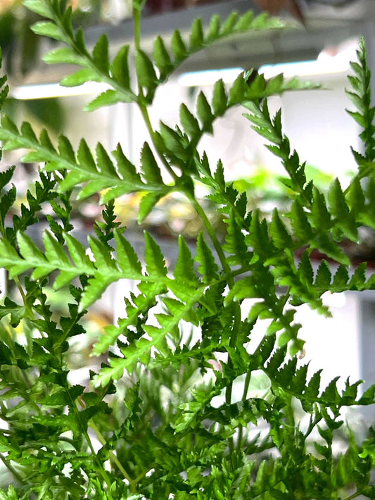 Pteris dentata