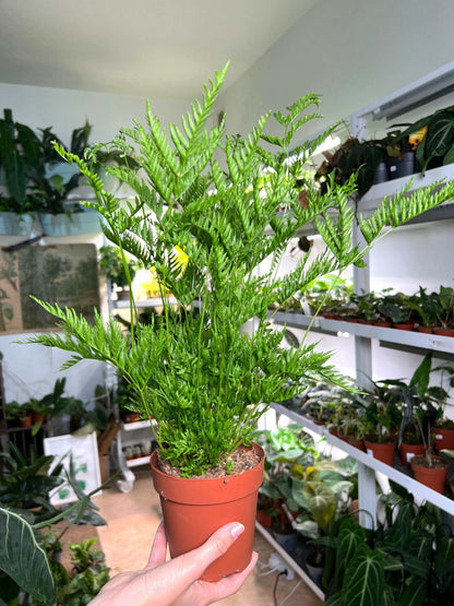 Pteris dentata