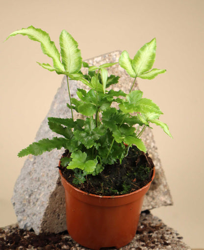 Pteris parkeri