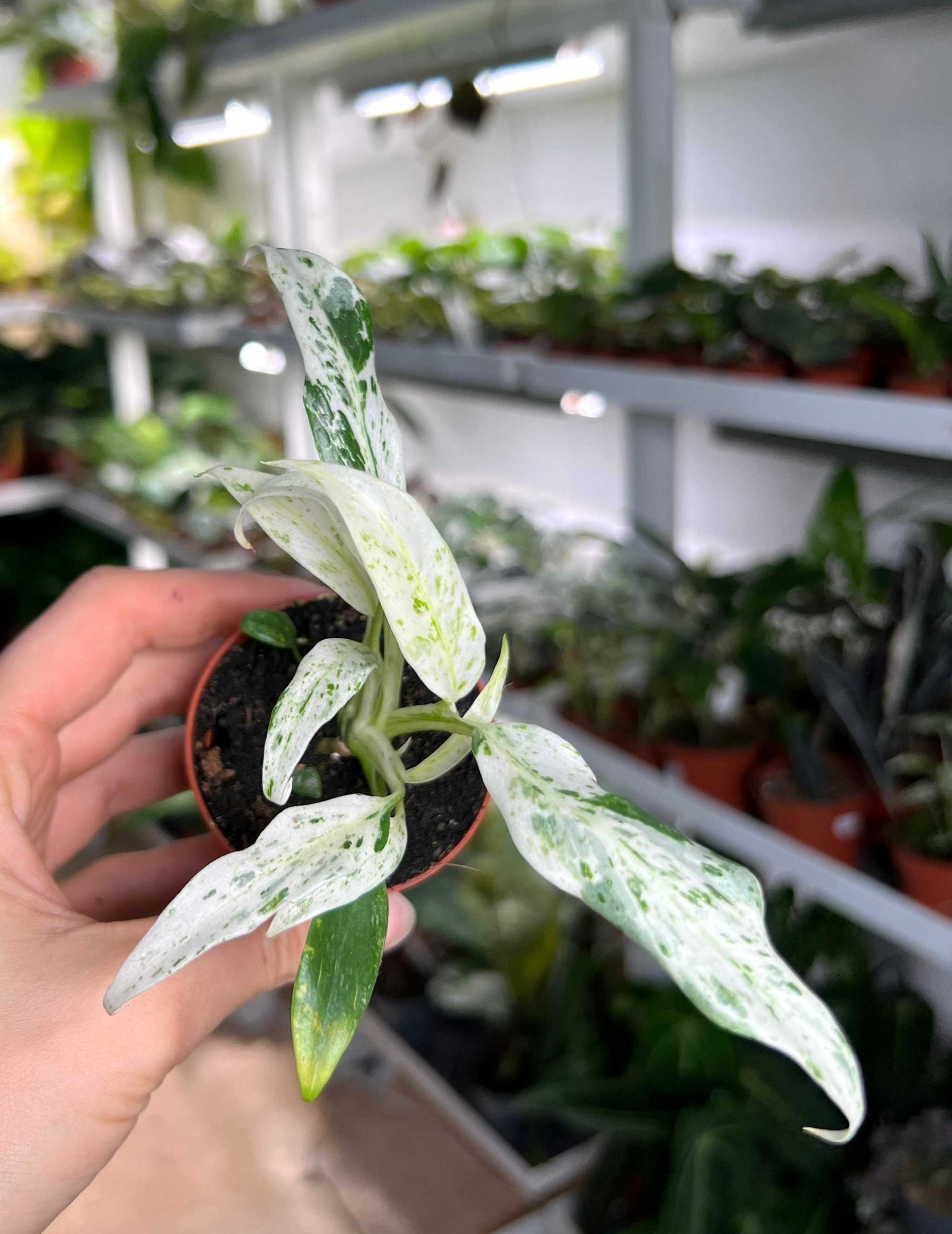 Rhaphidophora puberula variegata