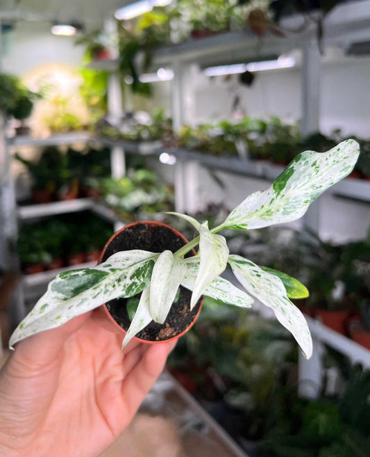 Rhaphidophora puberula variegata