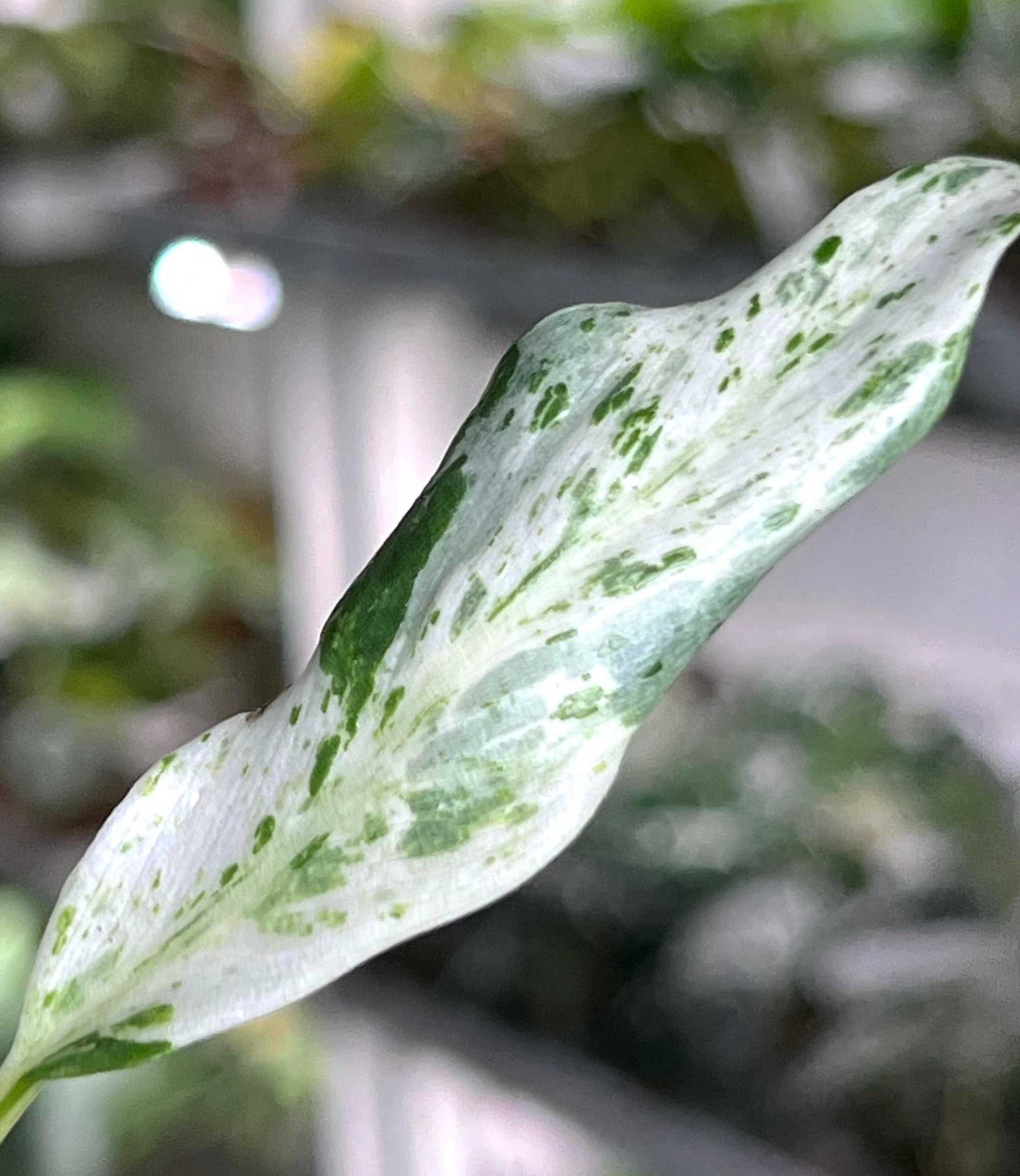 Rhaphidophora puberula variegata