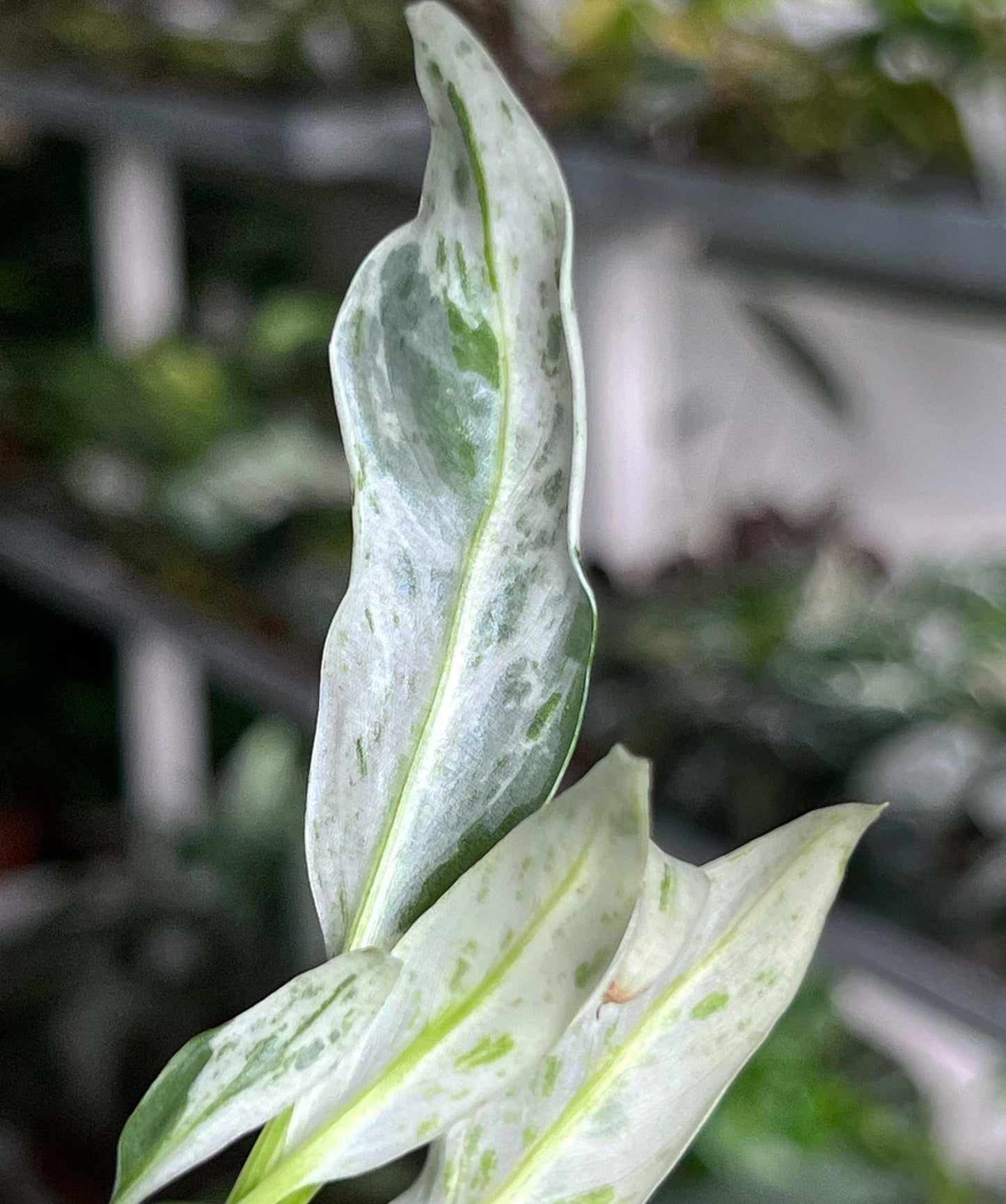 Rhaphidophora puberula variegata