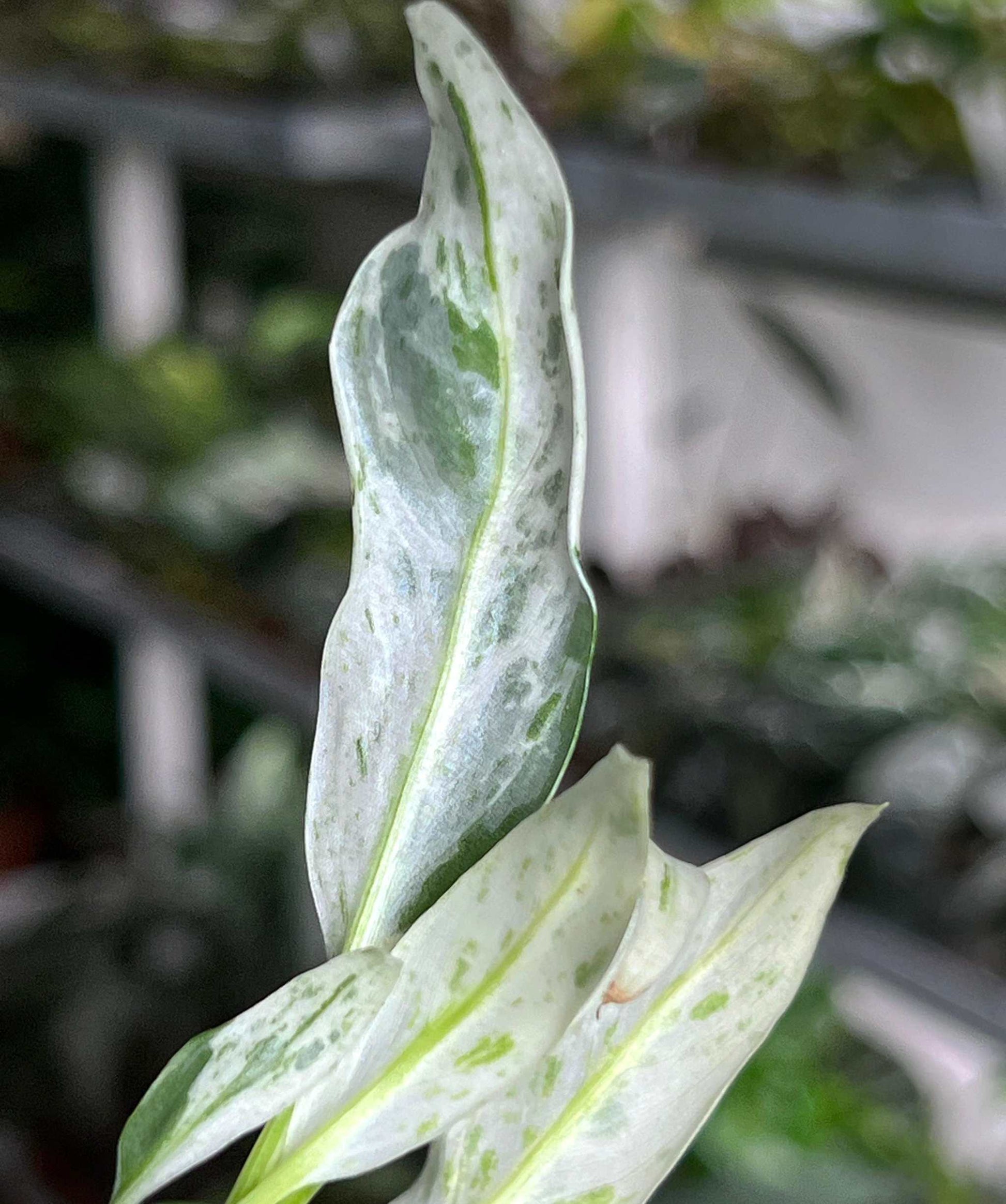 Rhaphidophora puberula variegata