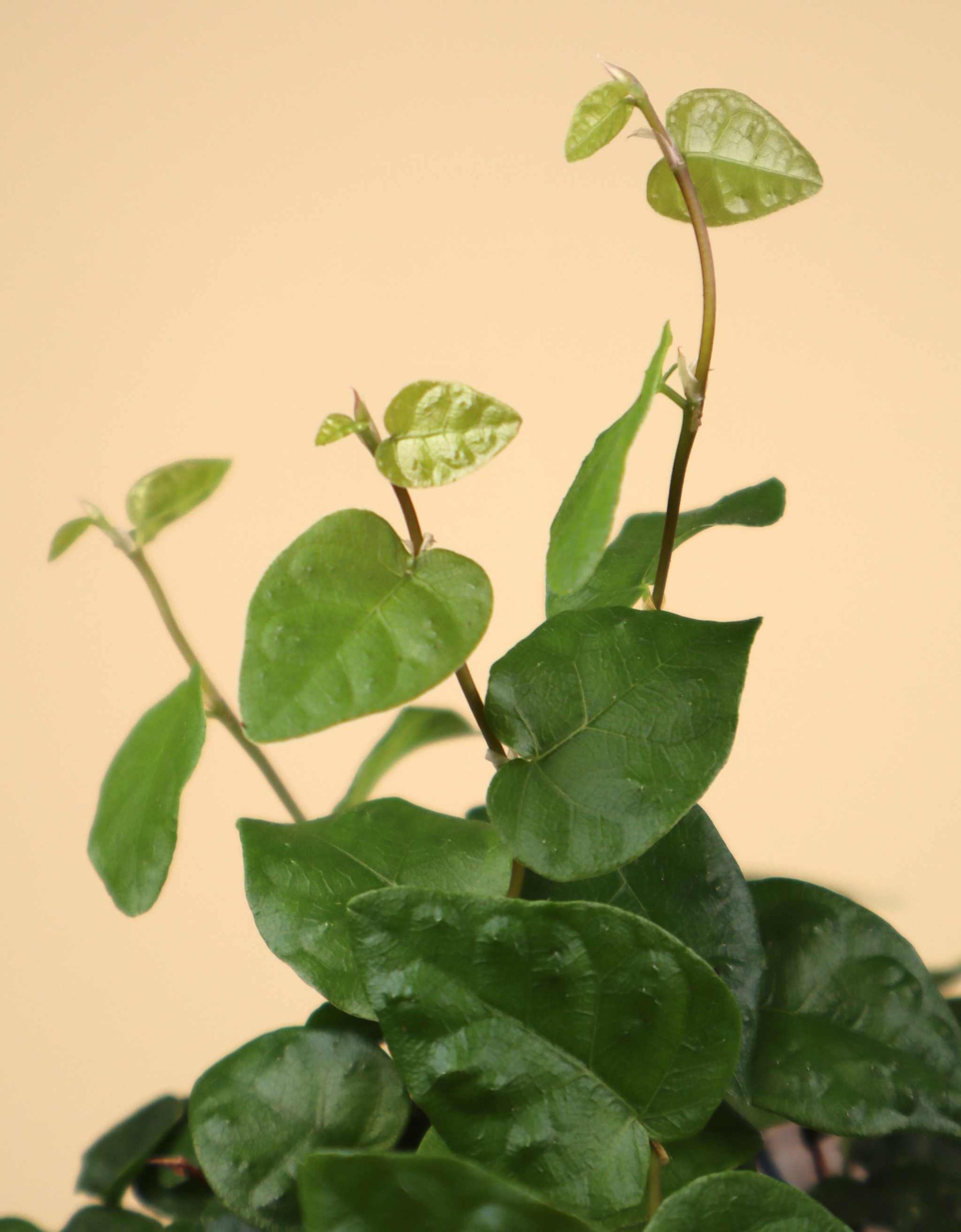 Ficus pumila 'klätterfikus'