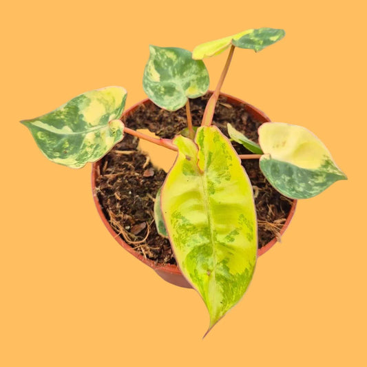 Philodendron billitiae Variegata - Förbeställning