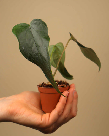 Anthurium 'Queen Of Hearts'