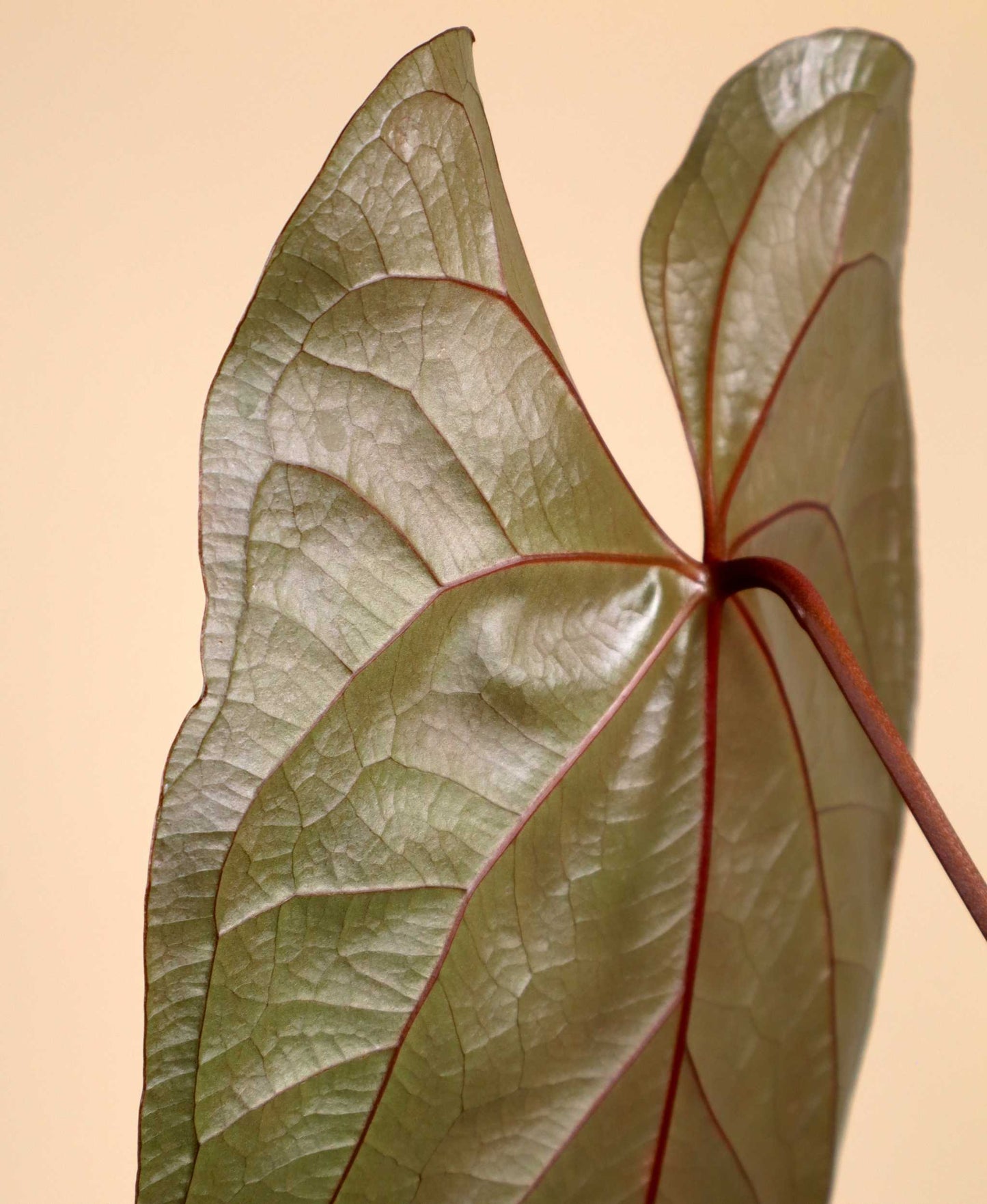 Anthurium 'Queen Of Hearts'