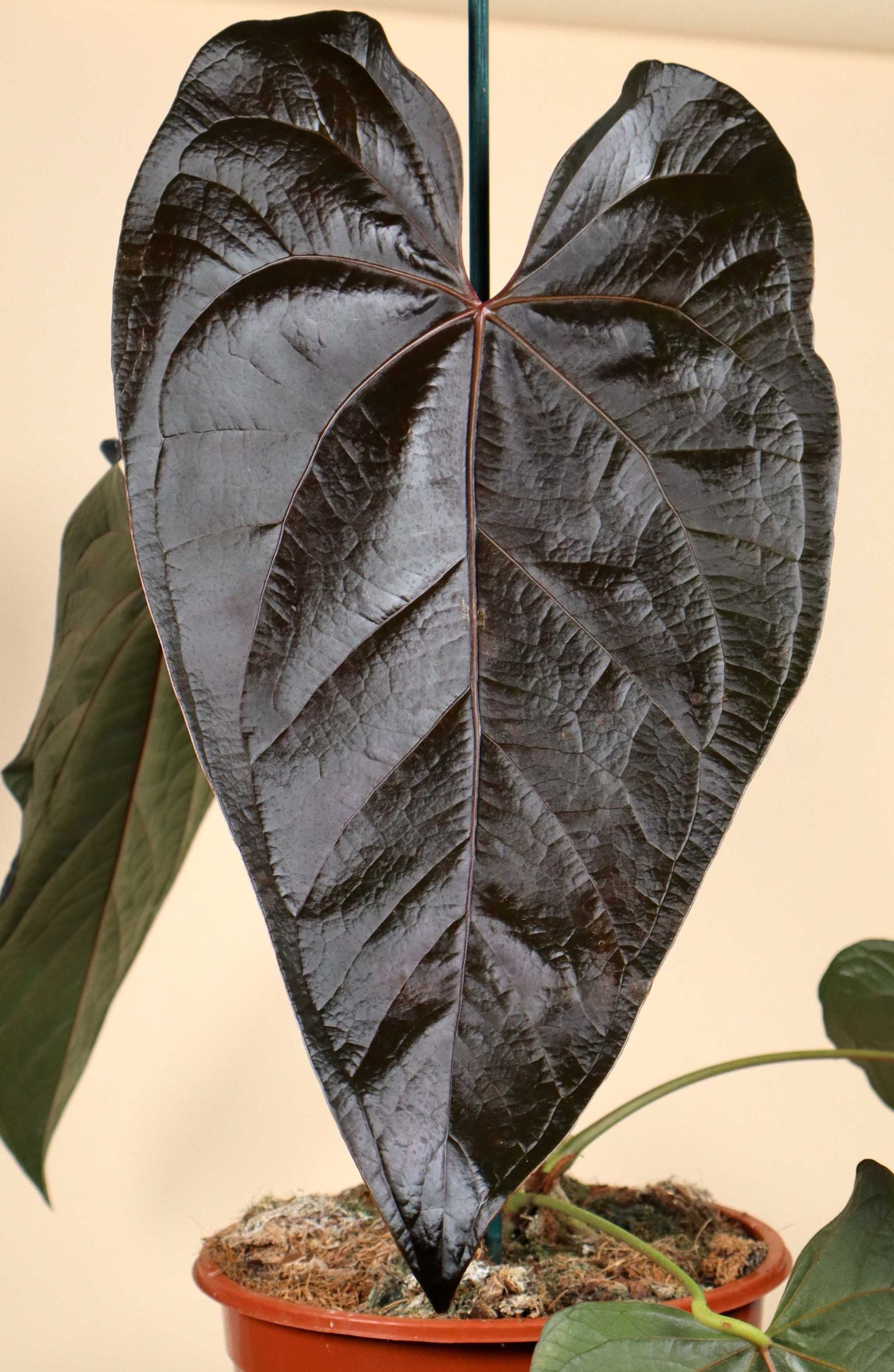 Anthurium 'Queen Of Hearts'