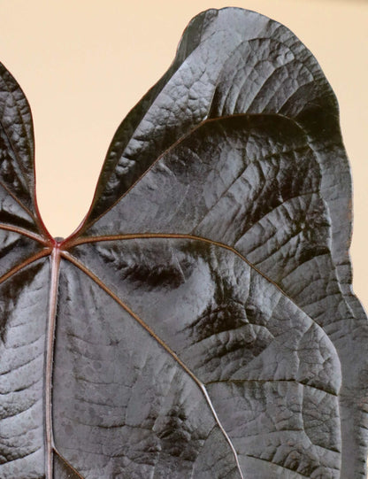 Anthurium 'Queen Of Hearts'