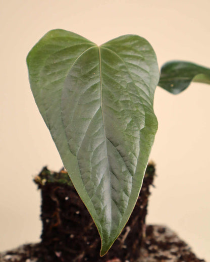 Anthurium 'Queen Of Hearts'