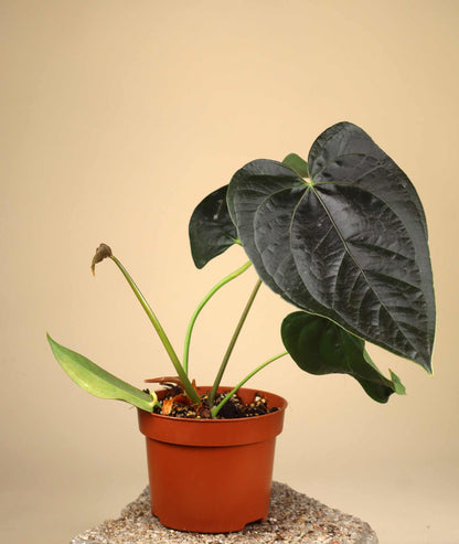 Anthurium 'Queen Of Hearts'