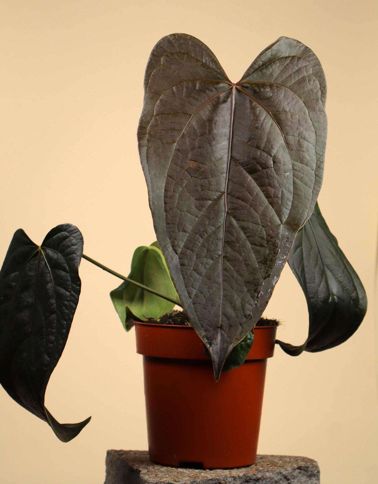 Anthurium 'Queen Of Hearts'
