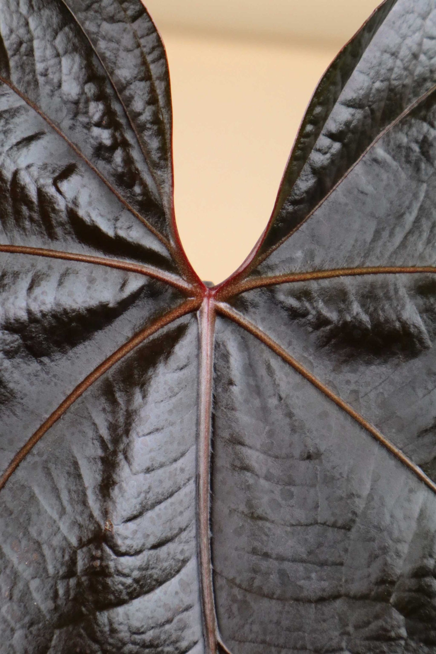 Anthurium 'Queen Of Hearts'