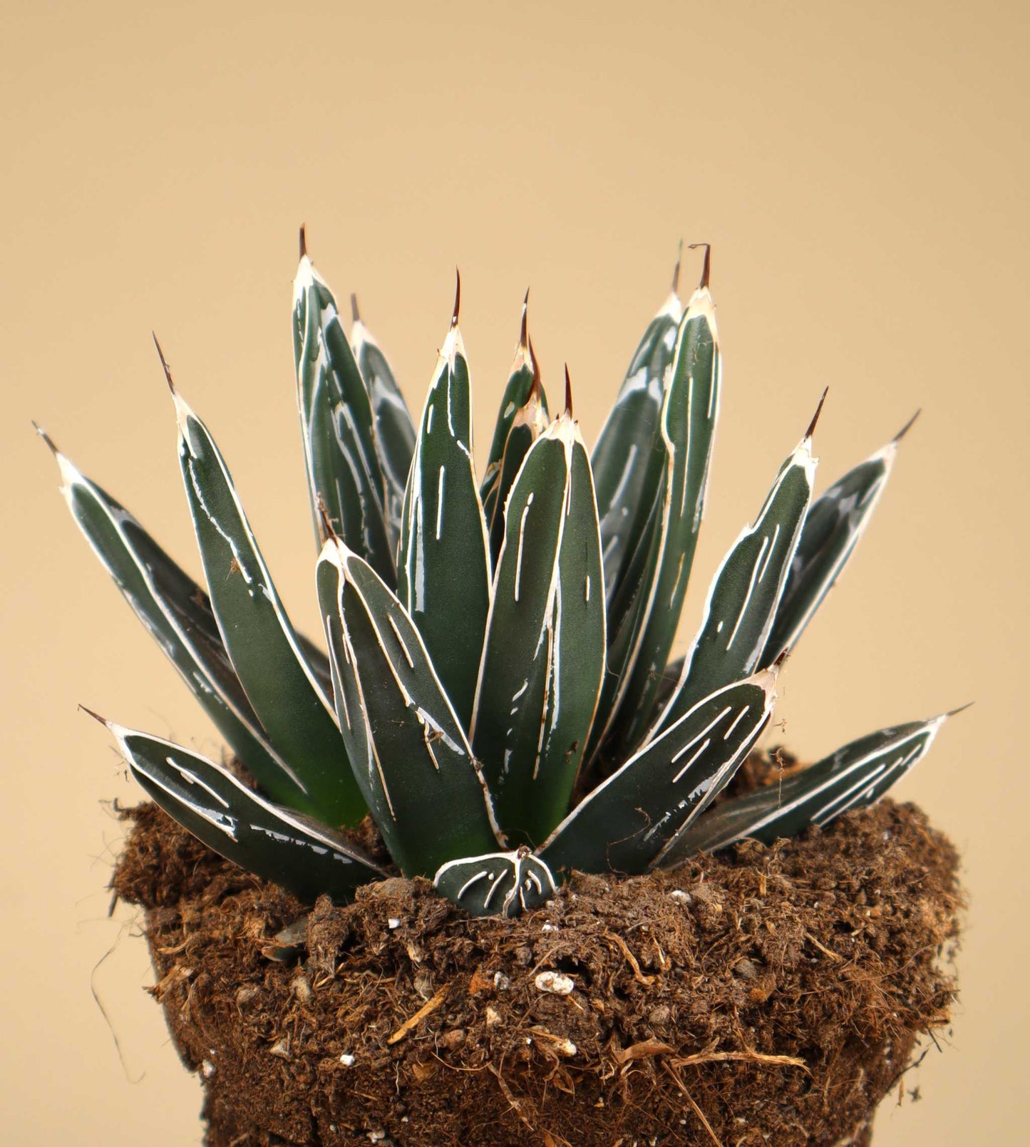 Agave victoriae-reginae