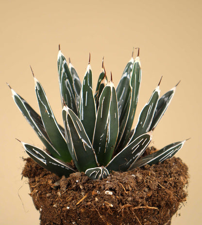 Agave victoriae-reginae