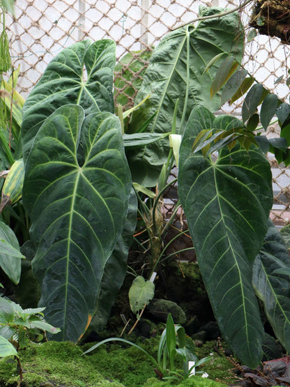 Anthurium queremalense