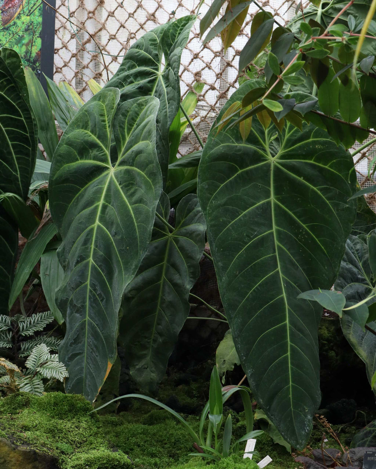 Anthurium queremalense