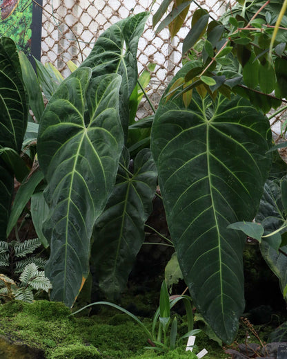 Anthurium queremalense
