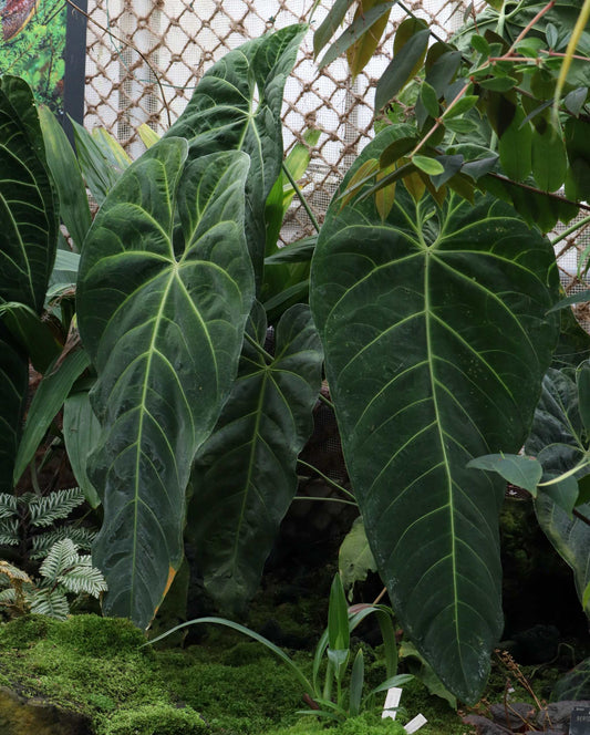 Anthurium queremalense