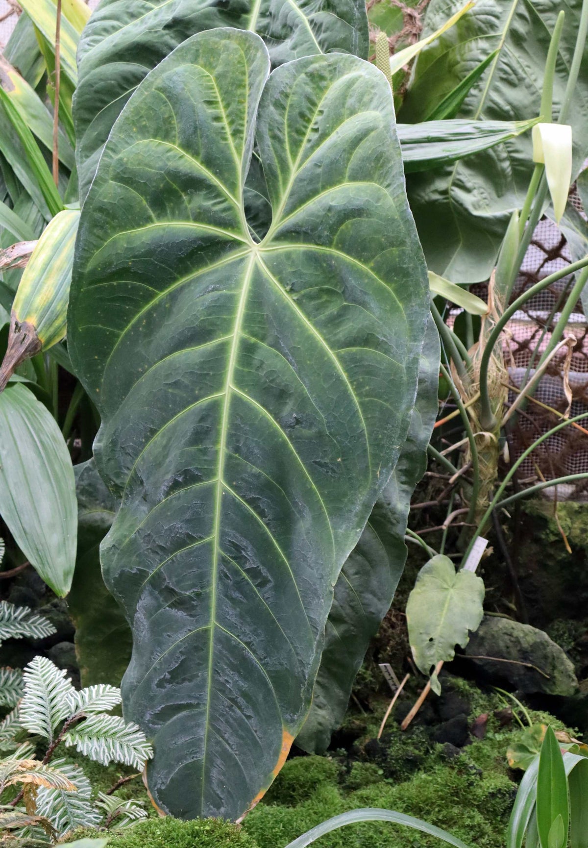 Anthurium queremalense