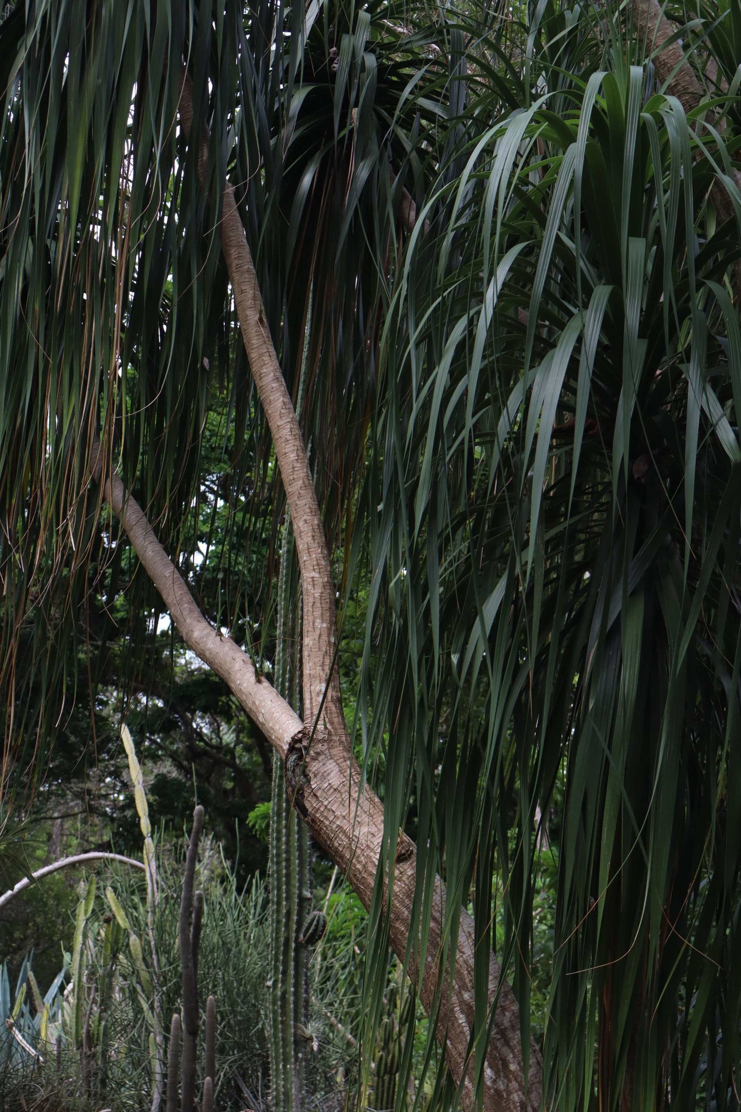 Beaucarnea recurvata 'Flasklilja'