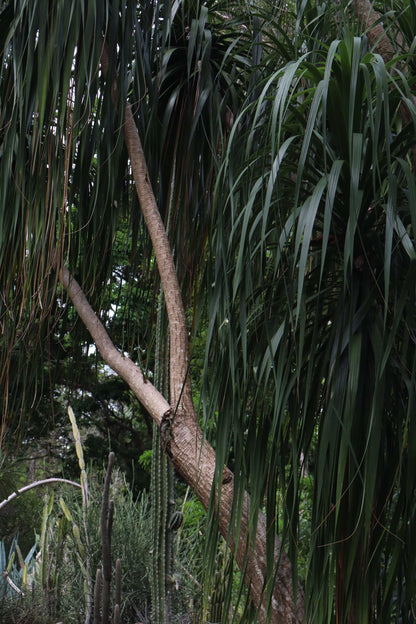 Beaucarnea recurvata 'Flasklilja'