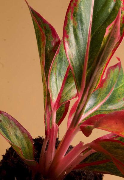 aglaonema mystic fire Aglaonema 'Red Fire'