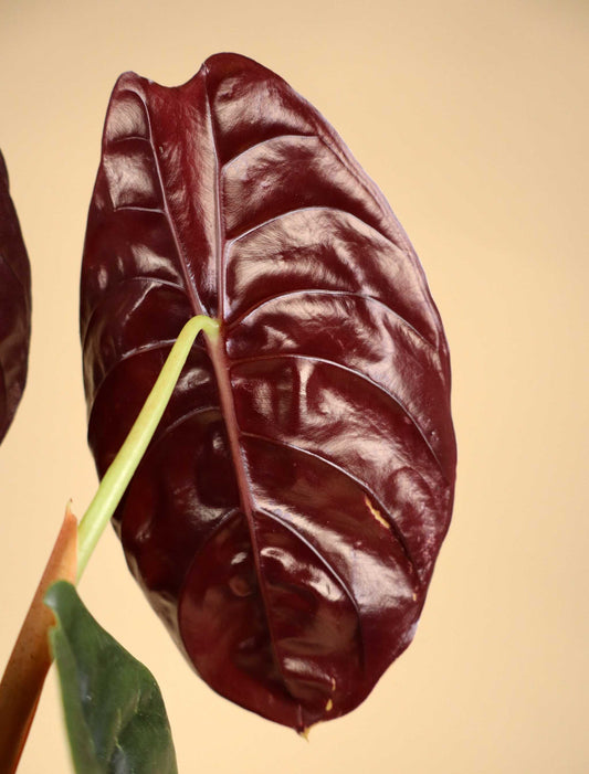 Alocasia cuprea „red secret“ 