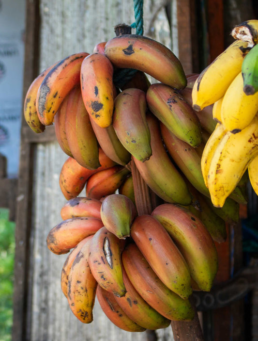 Red dwarf banana 'Figue rose naine' | Edible (Coming soon)