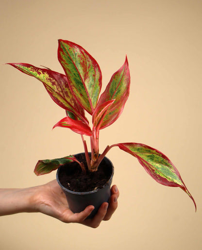 Aglaonema commutatum 'Red Fire'