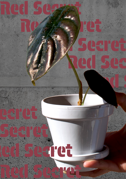 Alocasia Red Secret