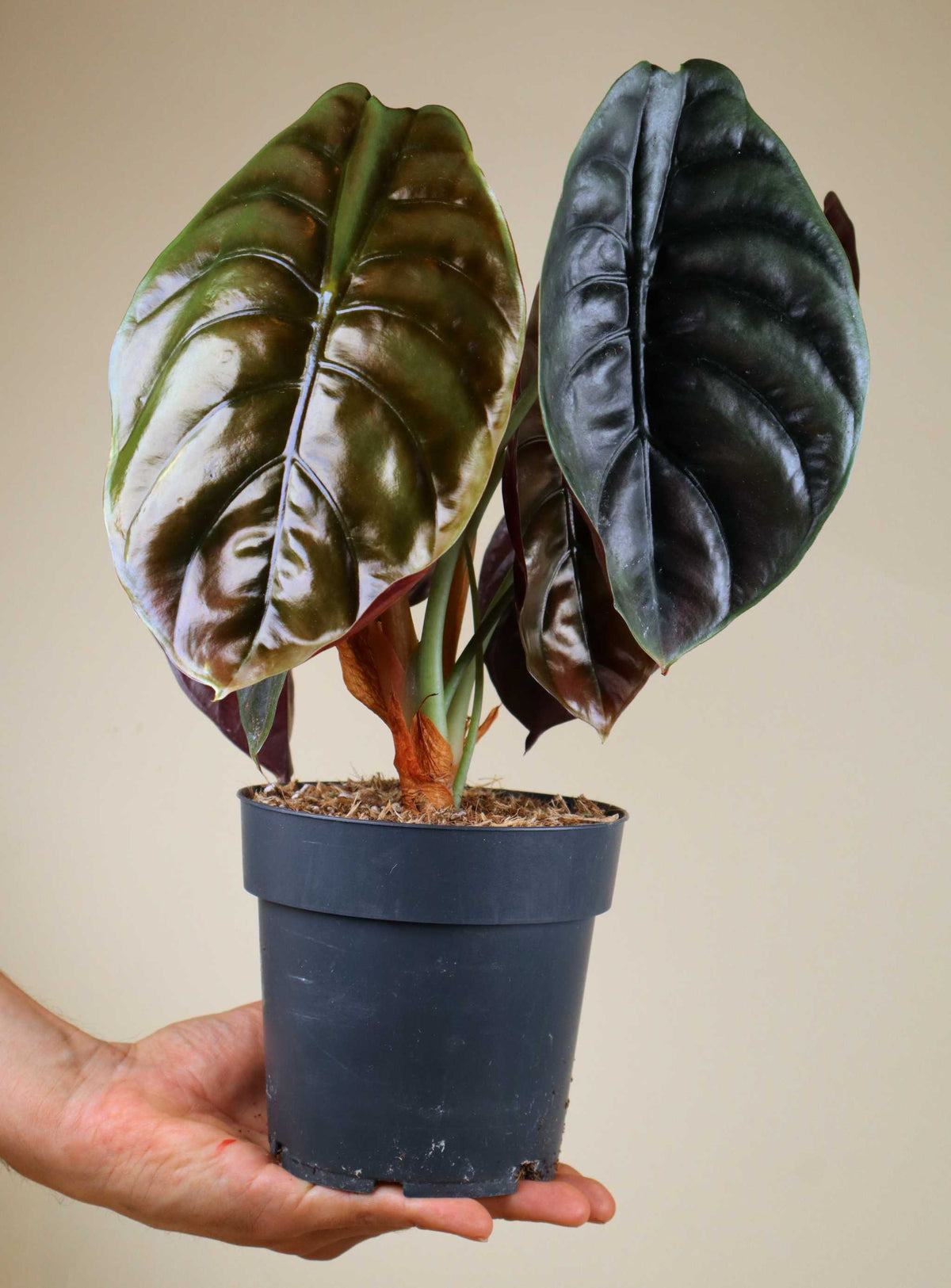 Alocasia cuprea „red secret“ 