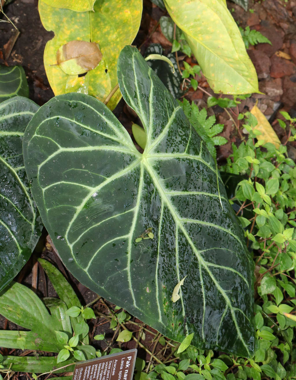 Anthurium regale