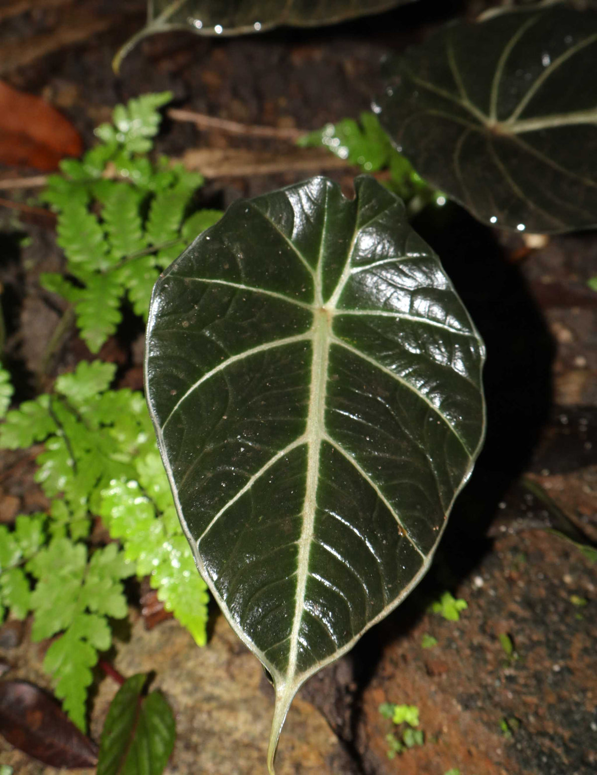 Alocasia reginula 'ninja'