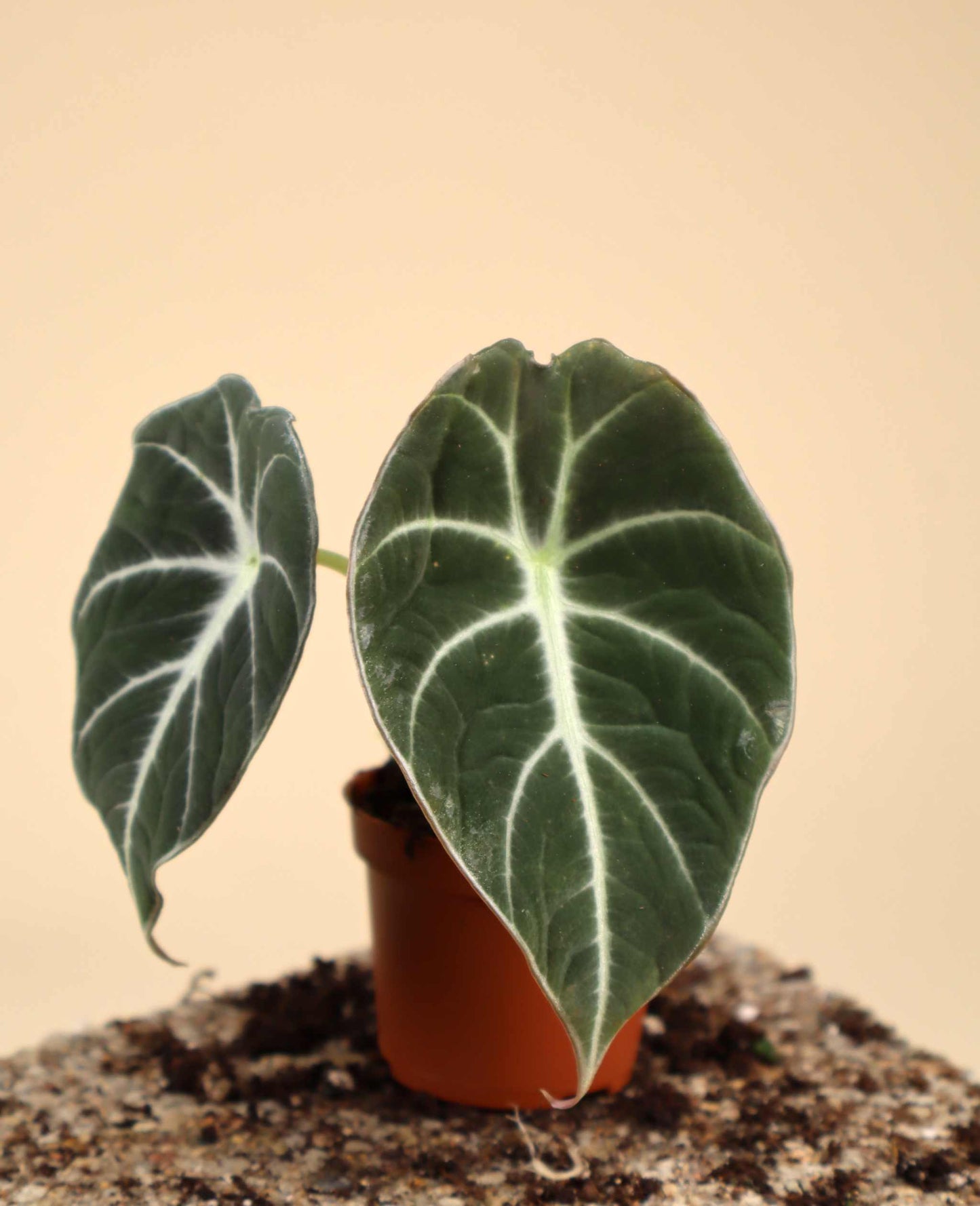 Alocasia reginula 'Black Velvet'