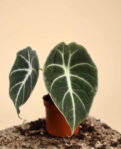 Alocasia reginula 'Black Velvet'