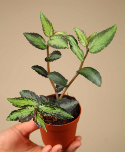 Pellionia repens