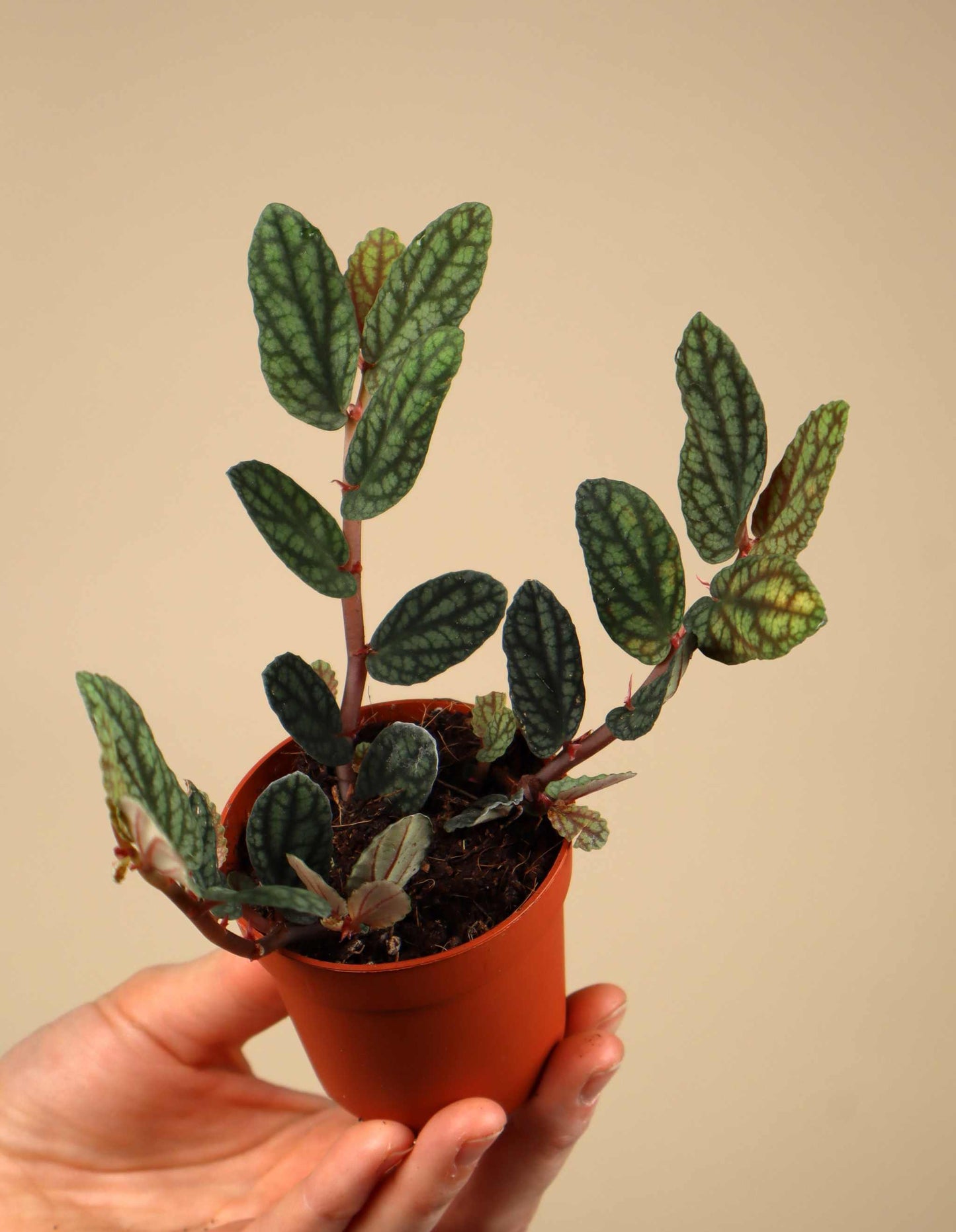 Pellionia repens