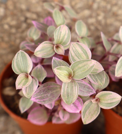 Callisia repens 'Pink Lady'