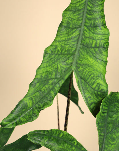 Alocasia zebrina reticulata form