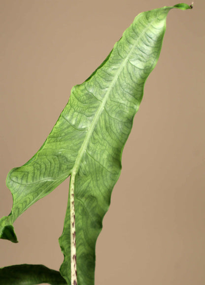 Alocasia zebrina reticulata form