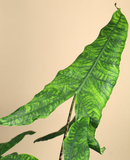 Alocasia zebrina reticulata form