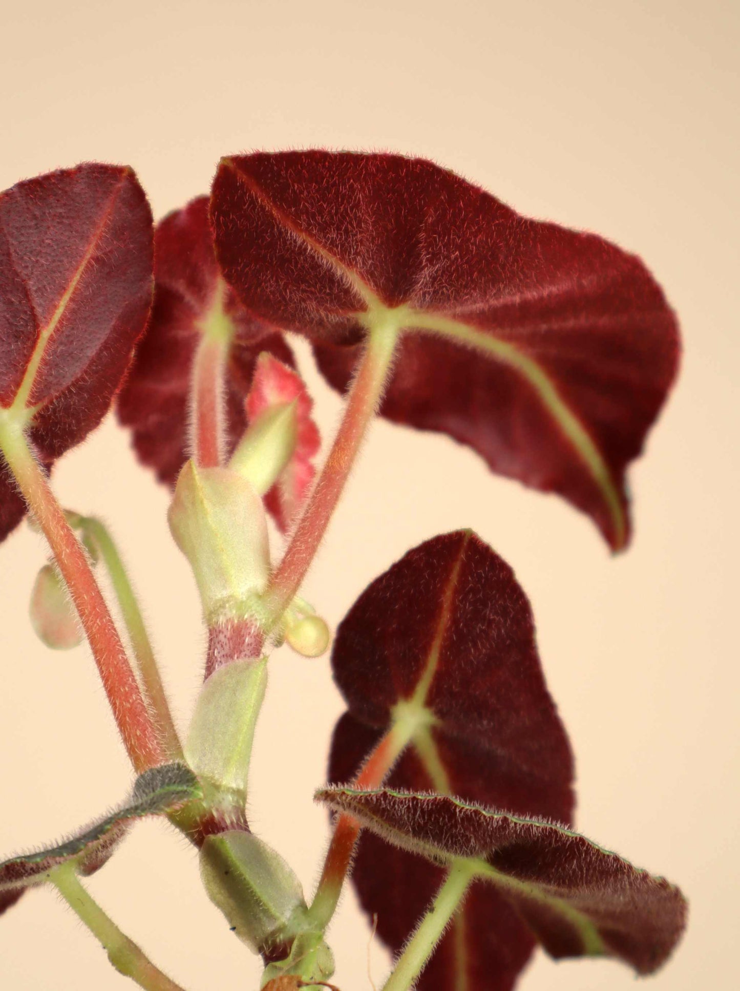 Begonia listada
