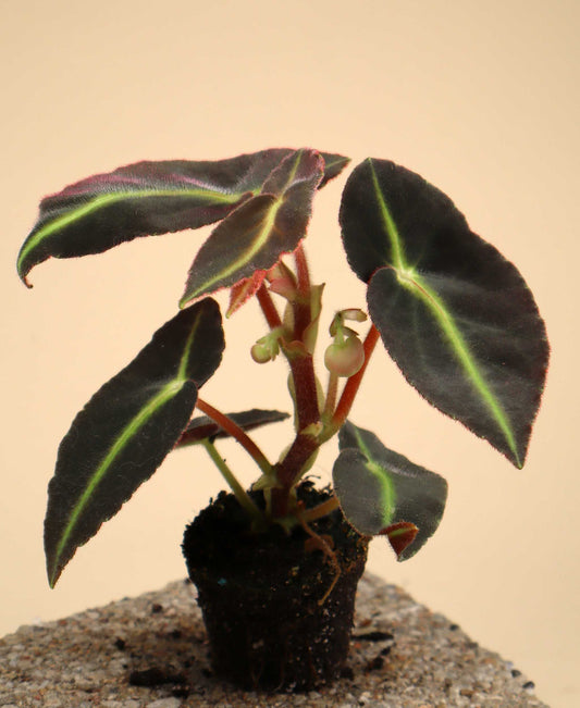 Begonia listada