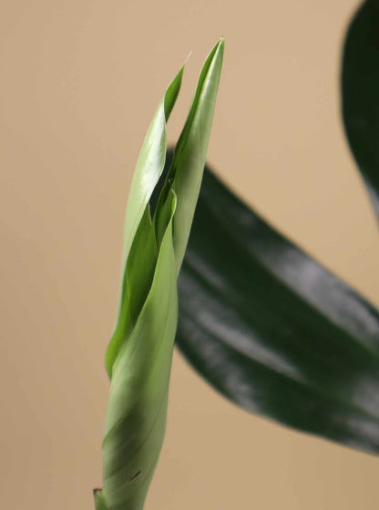 Rhaphidophora decursiva