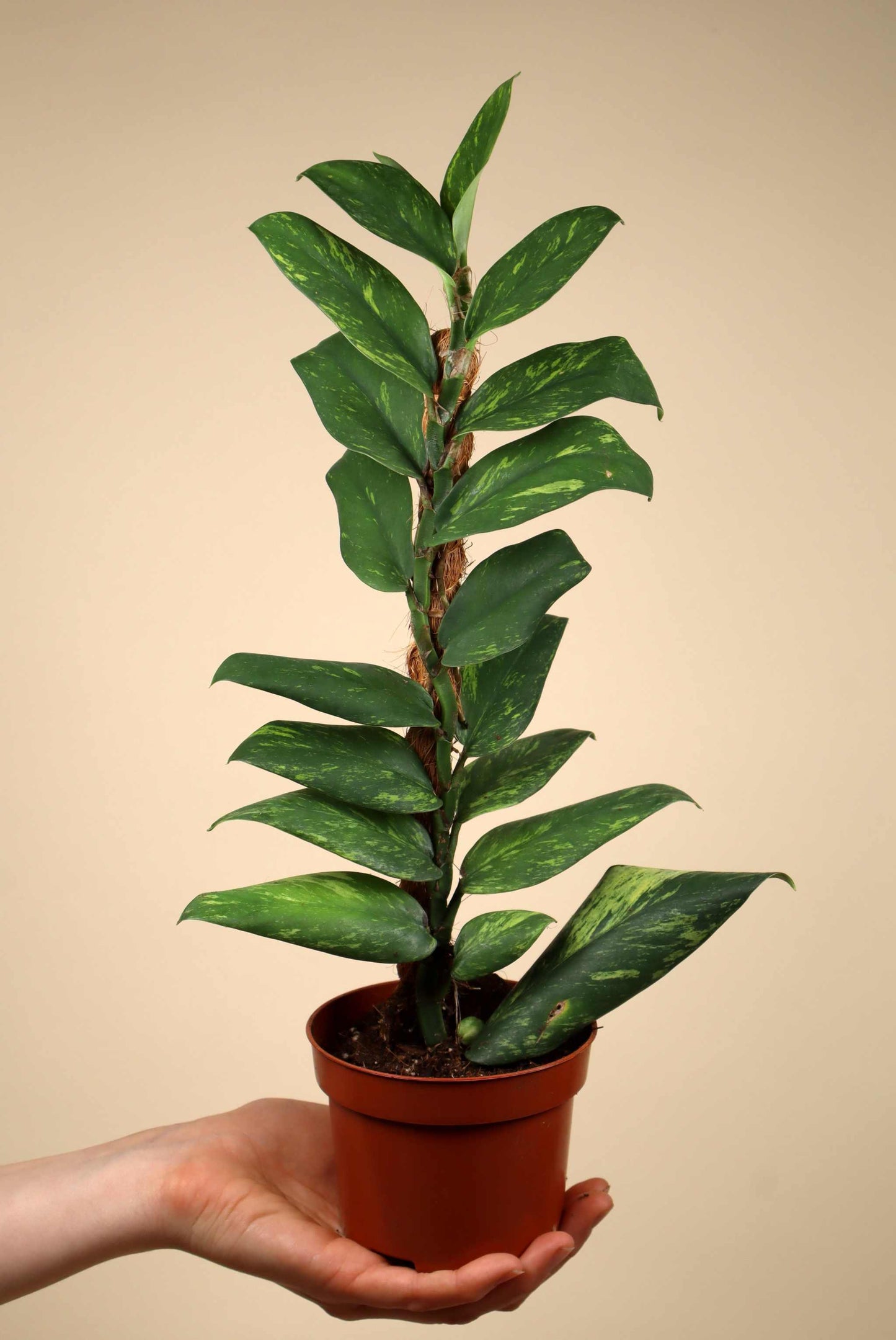 Rhaphidophora elliptica variegata (aurea)
