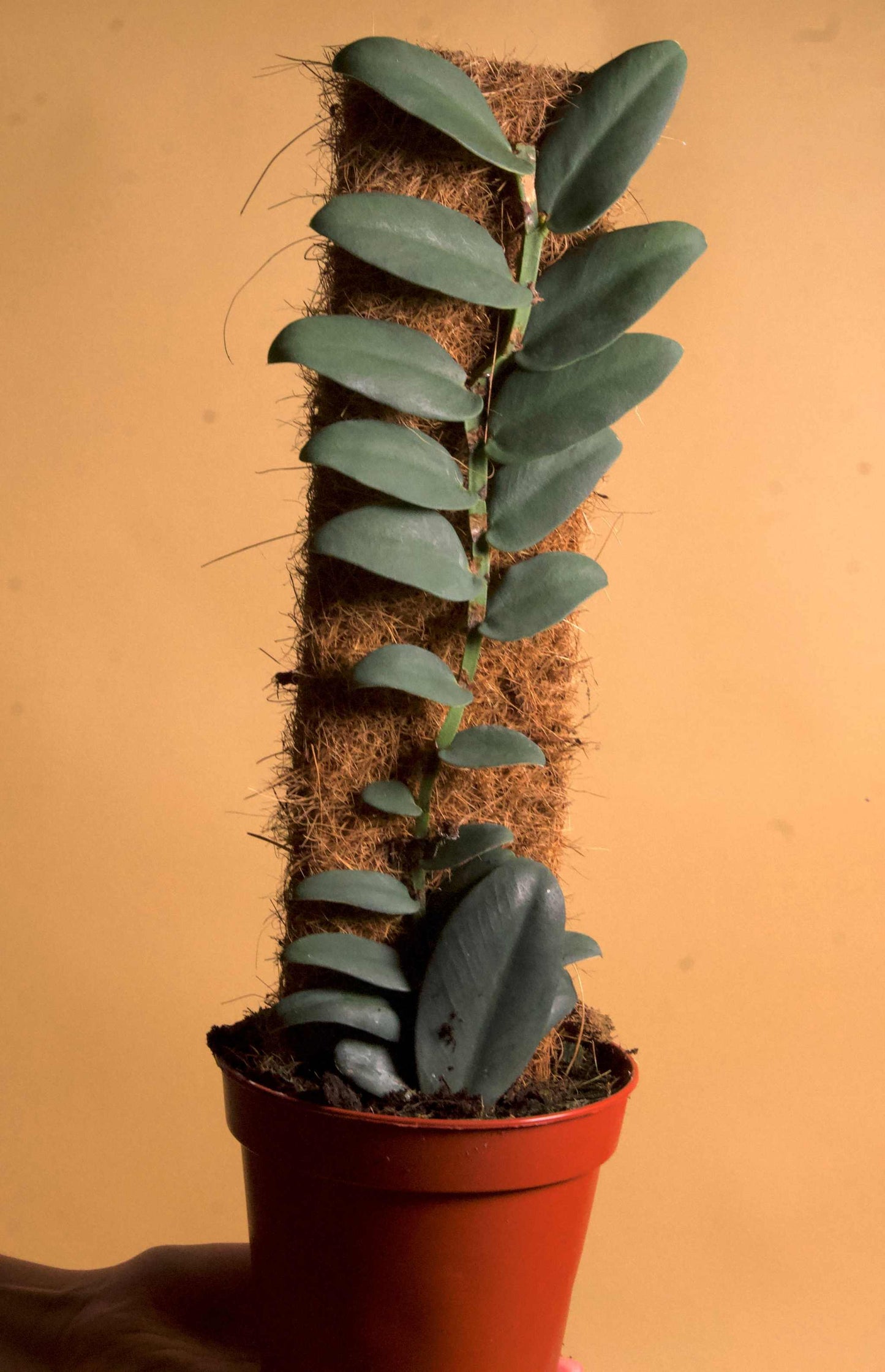 Rhaphidophora tenuis