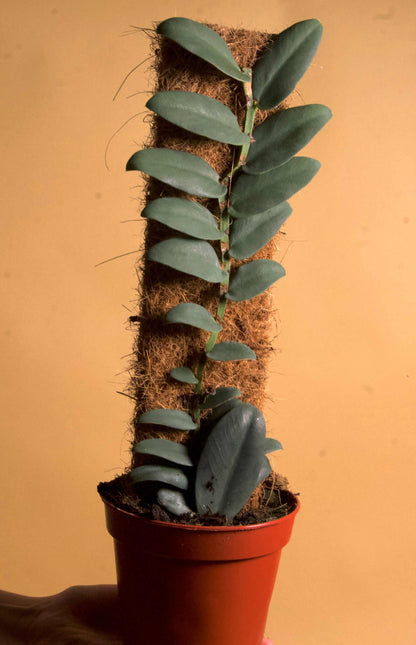 Rhaphidophora tenuis
